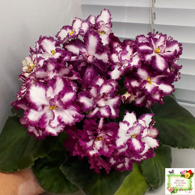 ВаТ-Волшебная Сказка (Т.Валькова) 2019 г.