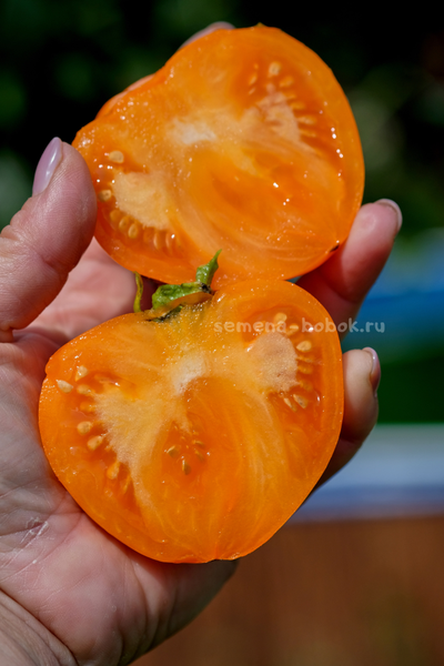 Томат Золотые Огни Алатау, 10 шт