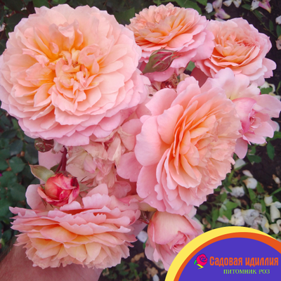 Андре Туркат (Andre Turcat)