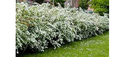 Спирея Вангутта