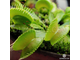 Dionaea muscipula Yellow