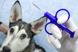 ЧИПИРОВАНИЕ