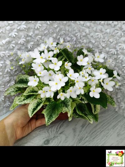 Alan’s Fallen Angel (A.Murphy) трейлер