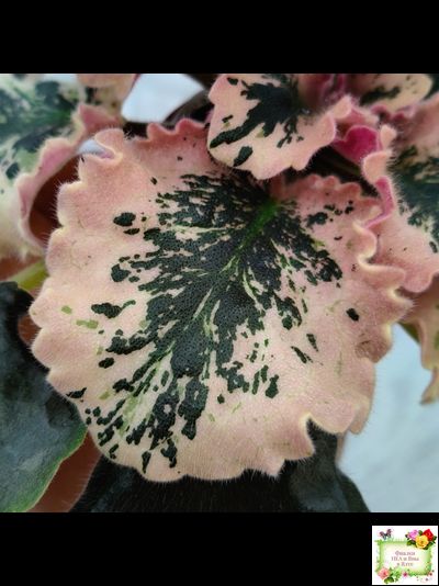 МТ-Пески Времени (М. Тотиева) 2022 г.