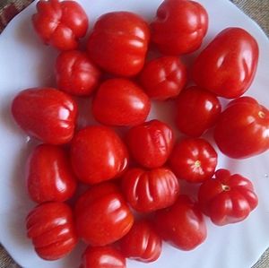 Томат Черри Аккордеон