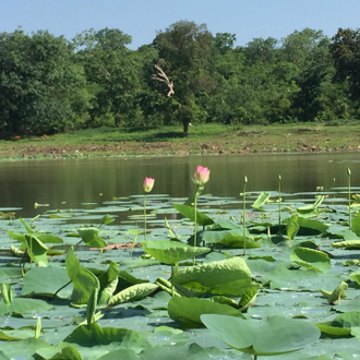 Лотос розовый / орехоносный (Nelumbo nucifera) абсолю 1 г