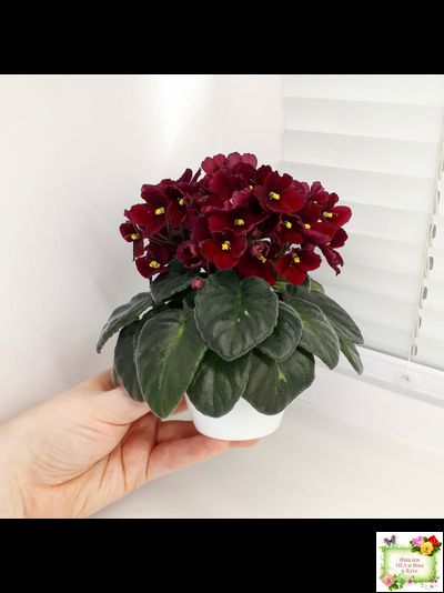 Jolly Mars (H.Pittman), #9718 (01/15/2007)