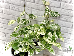 Фикус Сагиттата Полька Дотс / Ficus Sagittata var. Polka Dots