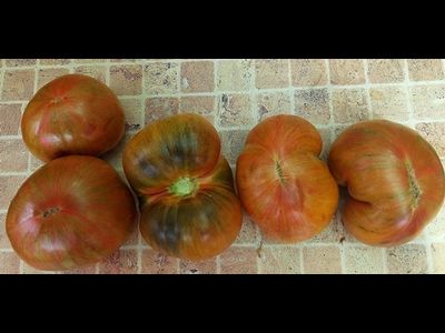 Томат Кровавая Луна (Blood Moon, США)