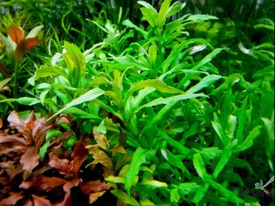 Погостемон сампсони (пучок)