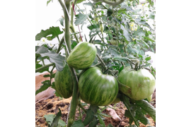 гном Крапчатое сердце, 16 июля