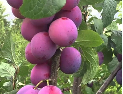 Нижегородская (слива)