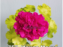 Пеларгония Ирида Магия