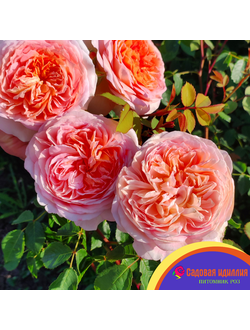 Батшеба (Batsheba)