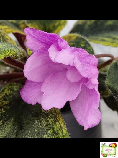 Pink Tulip Gold (японская селекция)