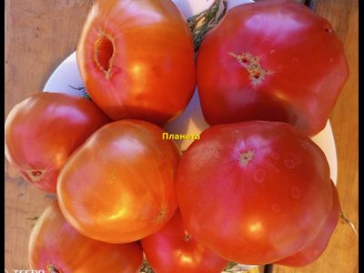 Томат Планета