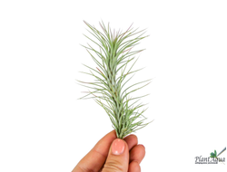 Тилландсия Funckiana