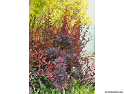 Барбарис Суперба - Superba