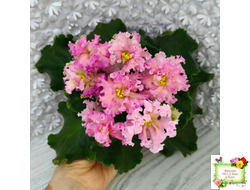 ЕК-Линжери (Е. Коршунова) 2021 г.