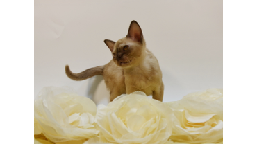 котята шоколадного окраса