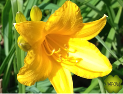 ЛИЛЕЙНИК ГИБРИДНЫЙ РАННИЙ ЖЕЛТЫЙ