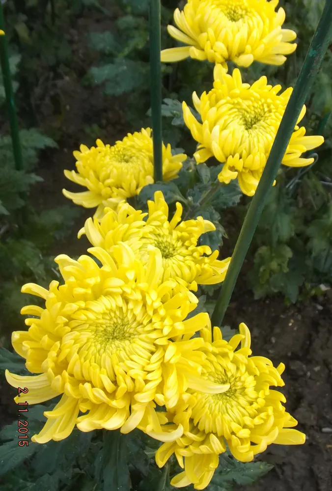 POLISANDENA YELLOW.
Интродукция НБС-ННЦ