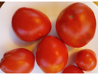 Томат Минусинский бочковой - Томатный мир