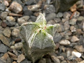 Astrophytum myriostigma v.strongylogonum X MY 3 costa (D=20-25mm H=40-45mm)