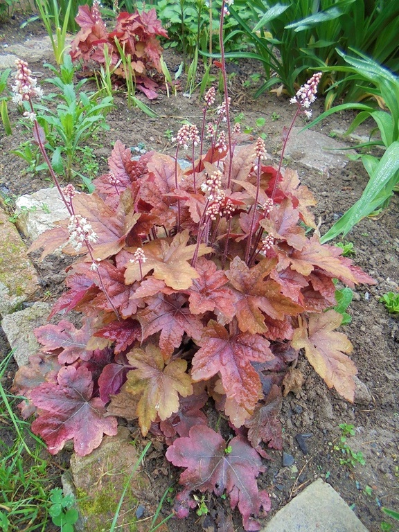 Высота и ширина куста