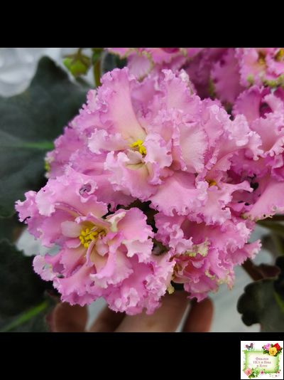 РМ-Саломея (Н. Скорнякова) 2019 г.