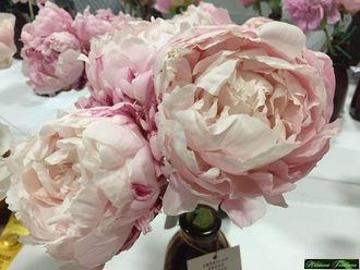Paeonia Alice Harding