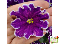 АВ-Просто Космос (Фиалковод) 2019 г.