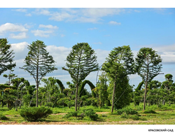 Топиар беседка из Лиственницы Кемпфера