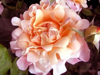 Раффлз дрим (Ruffles Dream), G. Peter Ilsink