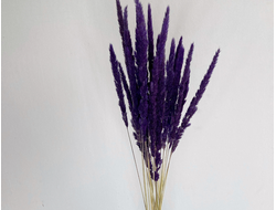 Вейник фиолетовый