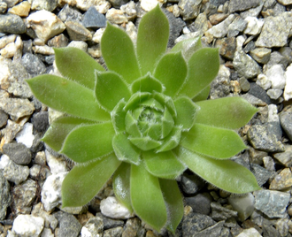 Sempervivum 'MORE HONEY' - розетка