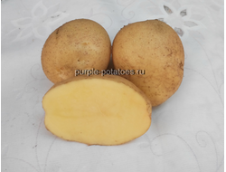 Сорт картофеля Адретта