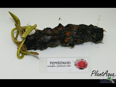 Нимфея Рембранд