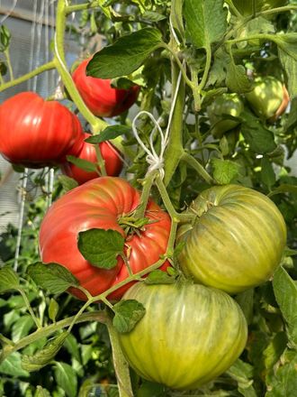 Розовый гигант Явена (Gigante Rosa di Giaveno, Италия).