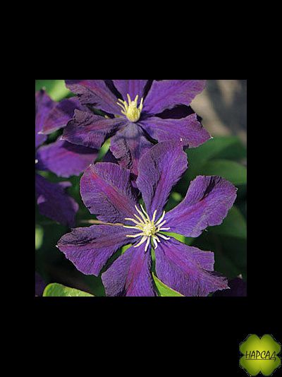 Клематис "Etoile Violette" (Этуаль Виолетт) (3 группа обрезки) саженец 3 года