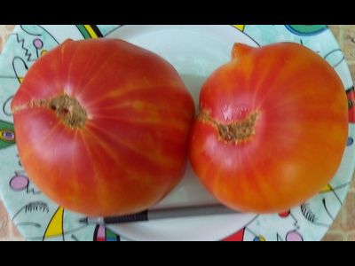 Томат Звездчатый из Беллинзоны (Stellato di Bellinzona)