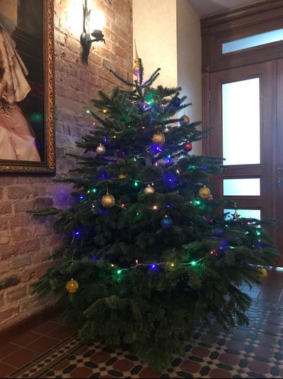 Пихта Нордмана 1-1,25