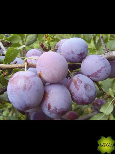 Слива "Ренклод Советский" (среднеспелая, сочная и сладкая) саженец 2 года