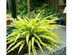 Хоста Керли Фрайз  (Curly Fries)