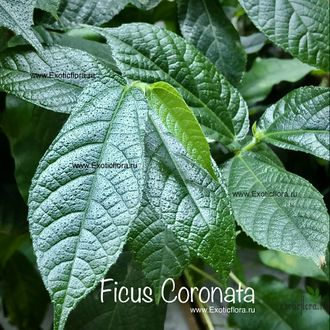 Ficus Coronata / фикус Короната