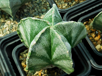 Astrophytum myriostigma form - 5 семян