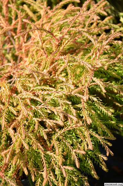 Туя Голден Таффет - Golden Tuffet