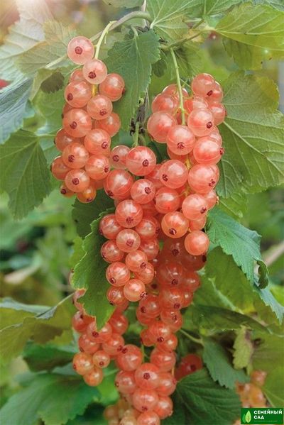 Смородина красная "Голландская розовая"