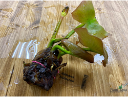 Нимфея Колоссея