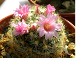 Mammillaria laui ssp.dasyacantha L1219 - 5 семян